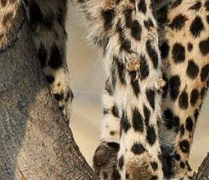 6-Day Affordable Safari Adventure (Northern Circuit)
