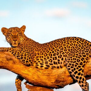 Zabezu Explorer | 3 Days Safari Experience