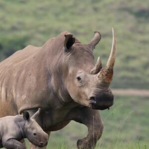 Zabezu Discovery | 5 Days Safari Experience