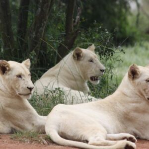 Zabezu Signature | 7 Days Safari Experience